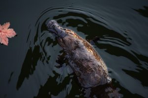 platy pus